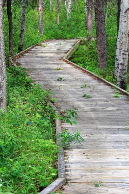 Sansasyonel bir orman zeminini koruyan ahşap bir yol.