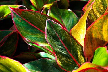 Güneş bir Çin Evergreen bitkisinin yapraklarında parlıyor..