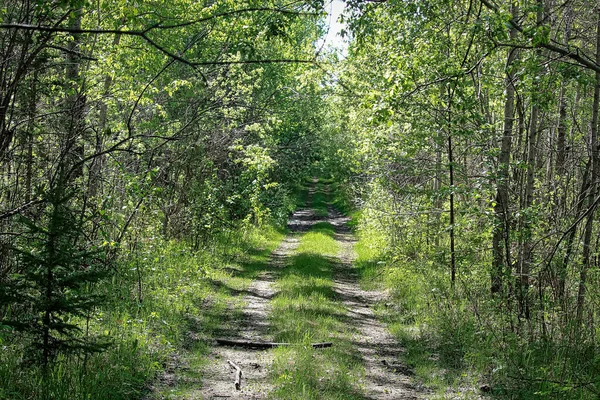 Yazın ormanda büyümüş bir yol.