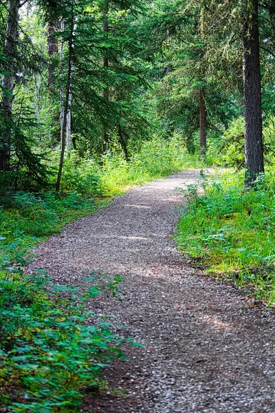 Un sendero de senderismo mantenido a través de un bosque de abetos — Foto de Stock