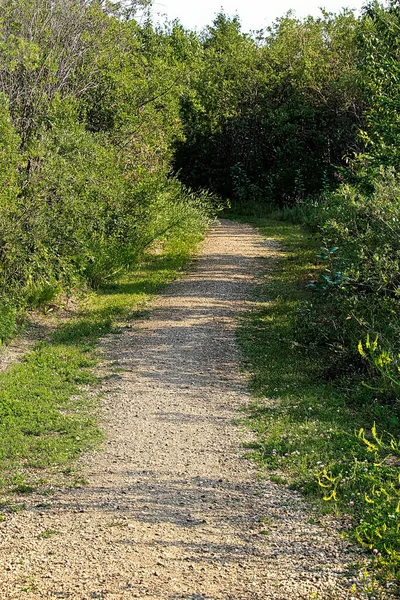 Un estrecho sendero de grava que conduce a un bosque oscuro — Foto de Stock