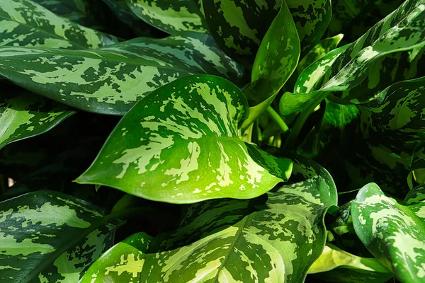 Background Chinese Evergreen Plant Leaves — Stock Photo, Image