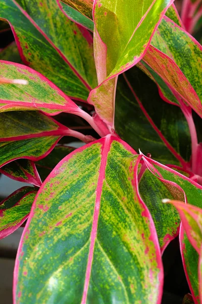 Uma Vertical Das Cores Rosa Verde Uma Planta Aglaonema — Fotografia de Stock