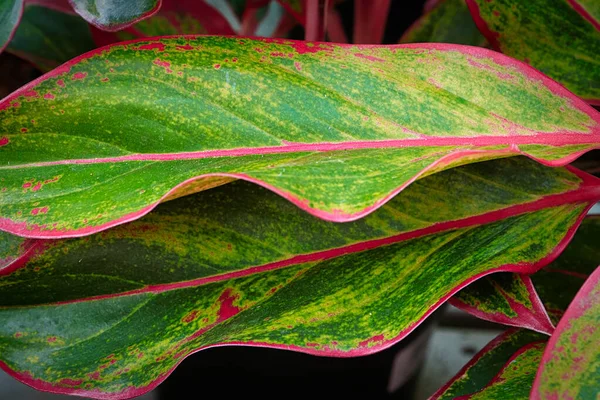 The pink edges on a Chinese Evergreen plant.