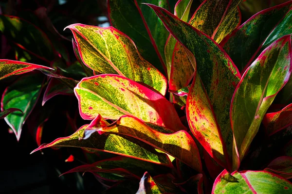 Sunlight Shining Varigated Aglaonema Houseplant — Stock Photo, Image