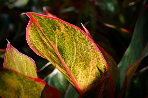 Closeup Luz Solar Brilhando Uma Folha Aglaonema — Fotografia de Stock