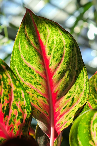 Vertical marco of the speckled varigation on an aglaonema.
