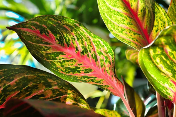 Closeup of the speckled varigation on an Chinese Evergreen plant.