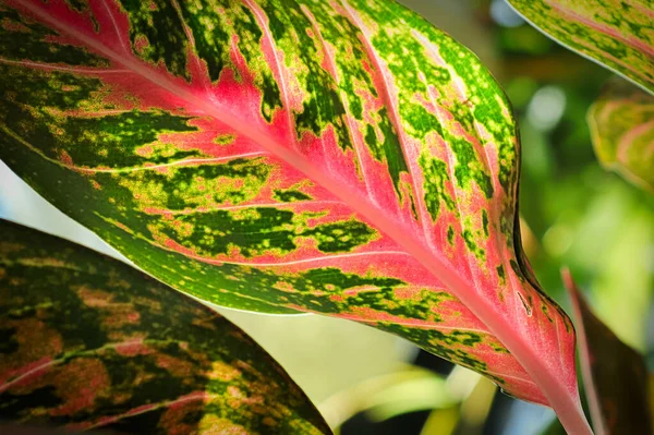 Macro of the speckled varigation on an Chinese Evergreen plant.