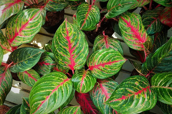 Top View Pink Green Aglaonema Leaves — Stock Photo, Image
