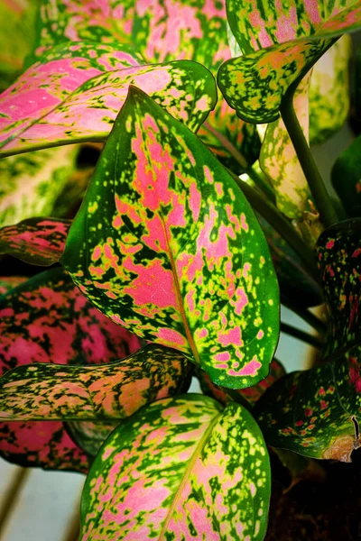 Hot Pink Leaves Chinese Evergreen Houseplant — Stock Photo, Image