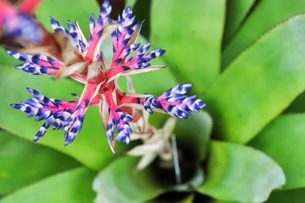 Top View Flower Spear Del Mar Aechmea Plant — Stock Photo, Image