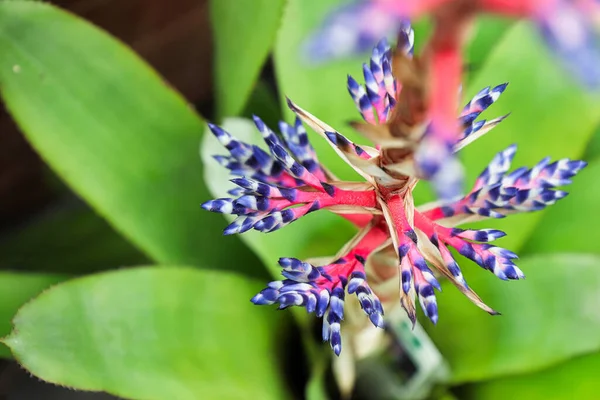 Vista Superior Lança Flores Uma Planta Del Mar Aechmea — Fotografia de Stock