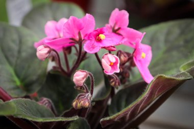 Pembe Afrikalı menekşe yaprakları açılıyor..