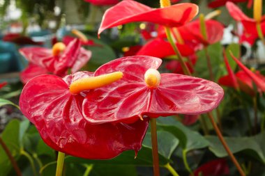 Bitkilerin üzerine renkli anthurium yapraklarının kapatılması.