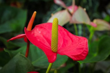 Bir anturyum bitkisinin makas görüntüsü.