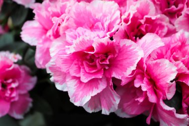 Pembe ve beyaz açelya çiçekleri büyüyor..