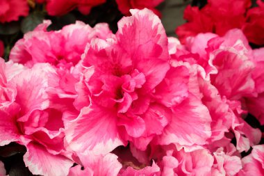 Pembe açelya çiçekleri büyüyor..