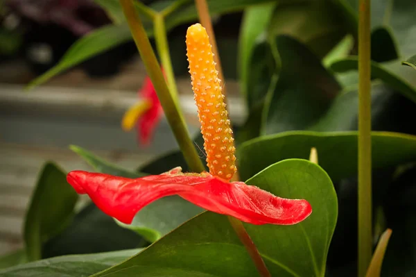 Macro side view of a flamingo flower.