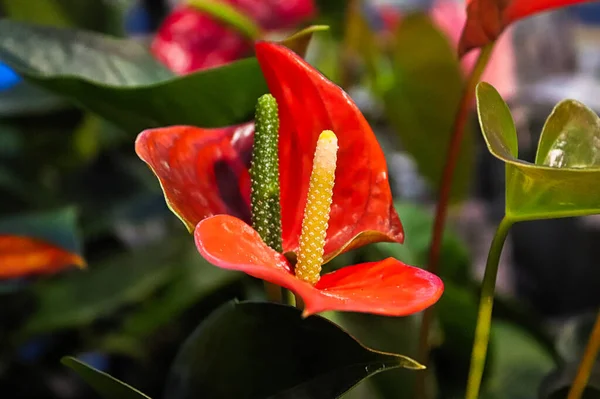 Makro küçük anthurium çiçekleri bir spadix üzerinde.