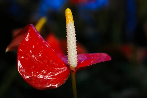 Červený Lesklý Spathe Anthuriu Bílým Pikixem — Stock fotografie