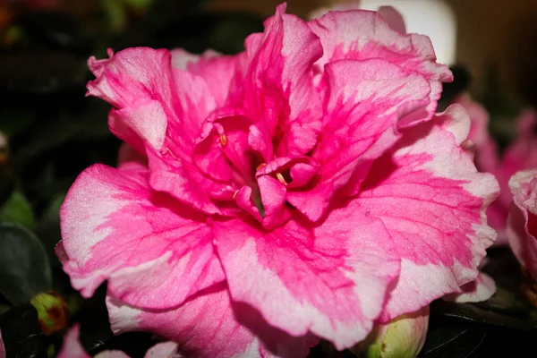 Крупный План Одного Розового Цветка Азалии — стоковое фото