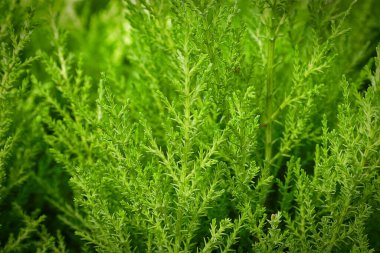 Limon selvi ağacındaki küçük yeşil iğnelerin arkaplanı.