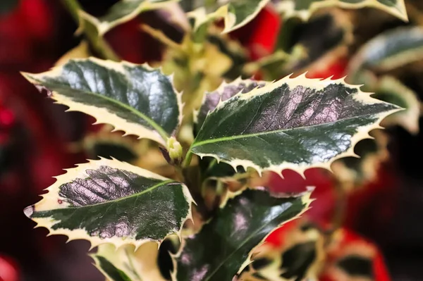 색조의 영국식 알록달록 식물과 — 스톡 사진
