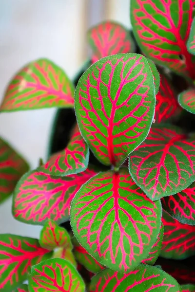 식물에 분홍빛 정맥의 — 스톡 사진