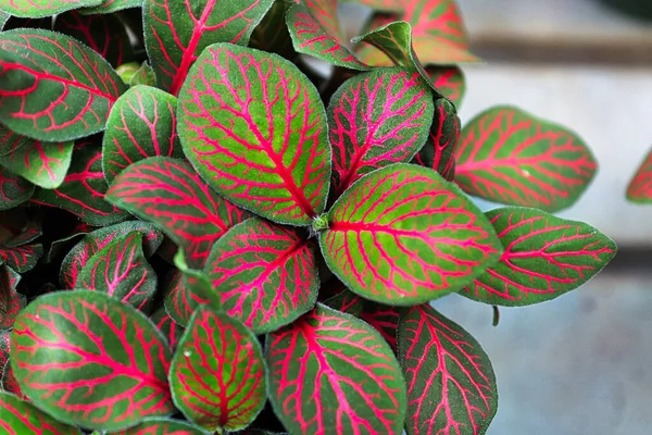 Bright Green Pink Leaves Nerve Plant — Stock Photo, Image