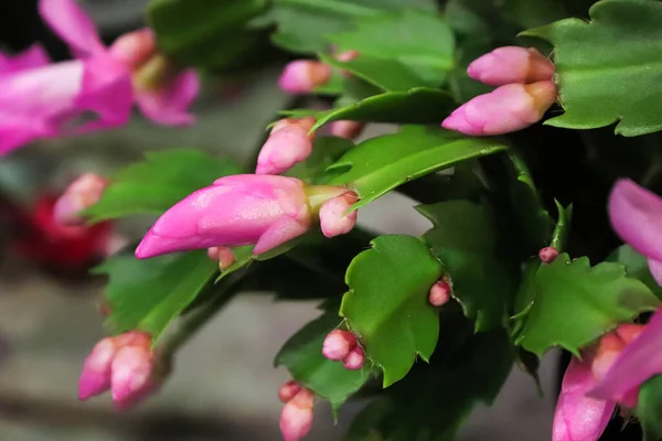 Un cactus di Natale pieno di boccioli rosa — Foto Stock