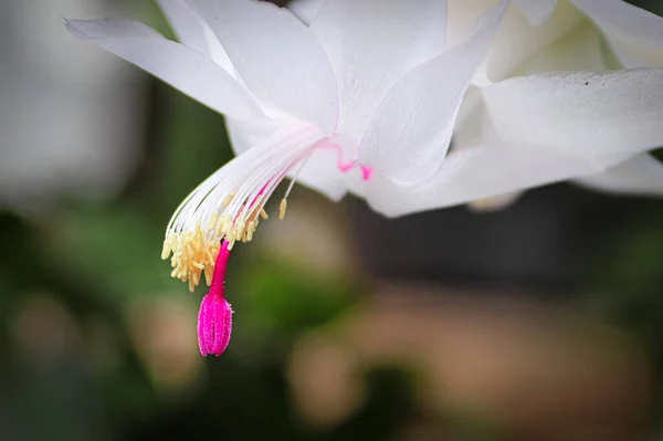Macro view of the stigma and stamen on an Easter Cactus — Stock Photo, Image