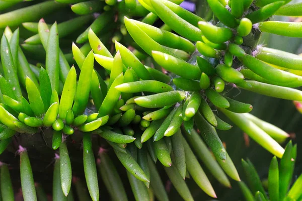 Macro dos espinhos verdes em um pino de Eves Cactus — Fotografia de Stock