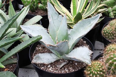 Çeşitli kaktüslerle sulu bitkilerin arasına karışmış bir aloe bitkisi.