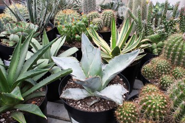 Çeşitli kaktüslerle sulu bitkilerin arasına karışmış bir aloe bitkisi.