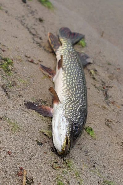 En nordlig gäddfisk på stranden efter fångst Stockfoto