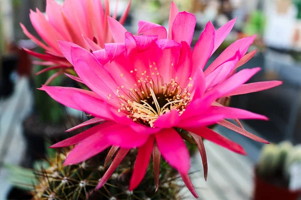 Fechar-se de uma tocha rosa flor de cacto em flor — Fotografia de Stock