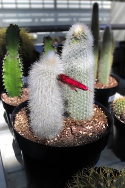 A potted Silver Torch Cactus with a red bloom clipart