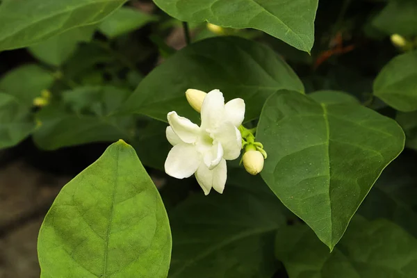 Gros plan de délicats pétales de fleur de jamine blanche — Photo