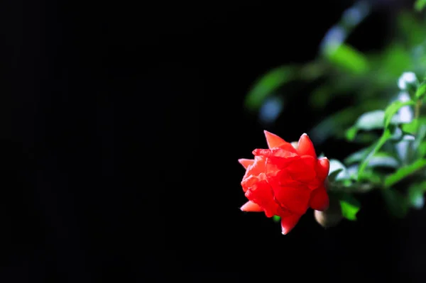 Macro di un fiore di pianta d'appartamento di melagrana nano — Foto Stock