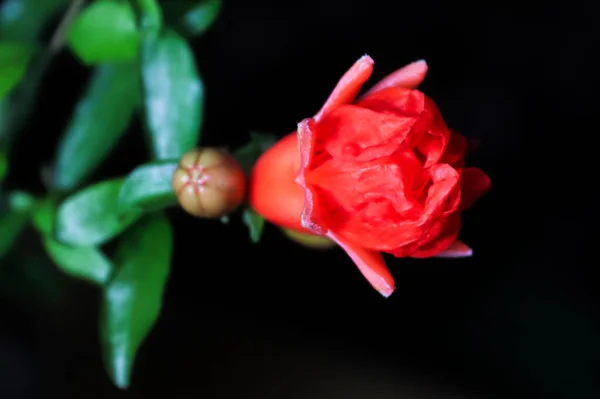 Makro av en dvärgpomagranat krukväxt blomma — Stockfoto