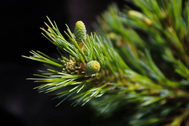 Siyah arka planda küçük yeşil çam kozalakları