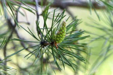 Baharda erkek çam ağacının seçici odağı