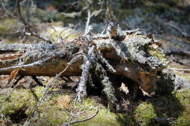 Yosun ve yosunla kaplı yaşlı bir ladin ağacının gövdesi.