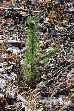 Kış başında büyüyen küçük yeşil bir ağacın dikey görüntüsü.