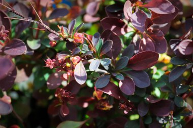 Böğürtlen çalısında yeşil ve burgundy yaprakları