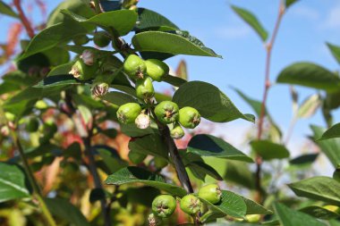 İlkbaharda gökyüzüne karşı bir kotonaster dutu dalı