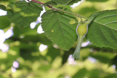 Koruyucu bir kaplama içinde tüylü gagalı fındık tohumu