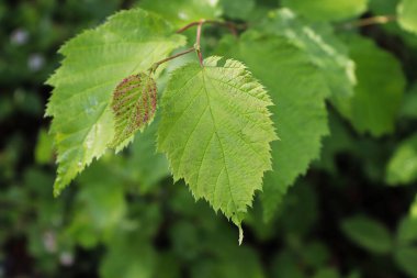 Bir dalda yeni kırmızı benekli fındık yetişiyor.