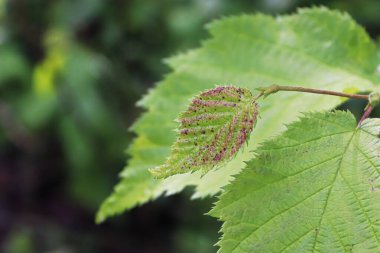 Dalın ucundaki küçük kırmızı benekli yaprağın makrosu.